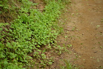 Korean Styrax Obassia Tree with Fruits, Bark, and Green Leaves Close-up

