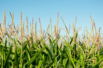 Bright blue sky over a flourishing field of corn