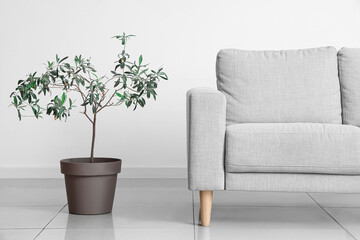 Grey couch and plant near light wall in room