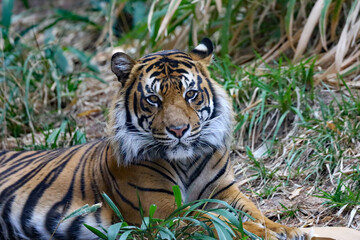 Close up view of a royal Bengal tiger laying down in the ground.