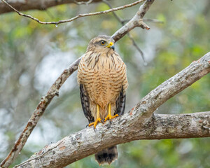 Gavião Carijó (Rupornis magnirostris) pousado em um galho de árvore sob chuva fraca