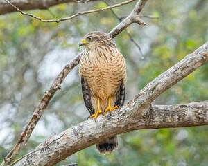 Gavião Carijó (Rupornis magnirostris) pousado em um galho de árvore sob chuva fraca