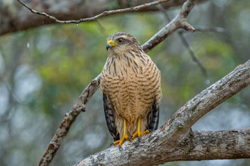 Gavião Carijó (Rupornis magnirostris) em close up pousado em um galho de árvore sob chuva fraca