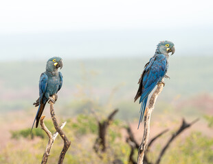 Casal de Arara Azul de Lear (Anodorhynchus leari) pousado em um galho de árvore