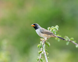 Batuqueiro (Saltatricula atricollis) pousado em um galho de planta sob um lindo fundo verde...