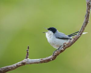 Balança rabo do nordeste (Polioptila atricapilla) cantando sob um lindo fundo verde desfocado