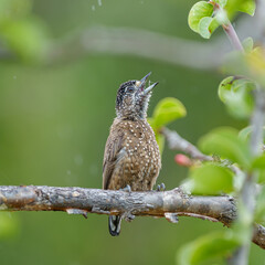Picapauzinho pintado fêmea (Picumnus pygmaeus) com o bico aberto sob chuva fraca