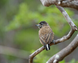 Picapauzinho pintado fêmea (Picumnus pygmaeus) de costas sob um lindo fundo desfocado