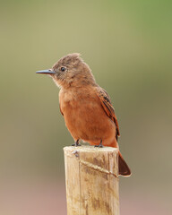 Gibão de couro (Hirundinea ferruginea) pousado em uma cerca de madeira sob um lindo fundo desfocado em close up