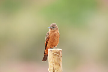 Gibão de couro (Hirundinea ferruginea) pousado em uma cerca de madeira sob um lindo fundo desfocado