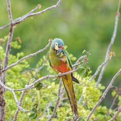 Arara Maracanã psitaccidae (Primolius maracana) cor verde predominante com penas vermelhas amarelas e azuis, se alimentando ddo fruto da Jatropha mollissima