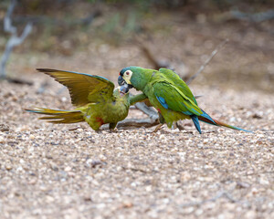 Arara Maracanã psitaccidae (Primolius maracana) mãe alimentando seu filhote, arara alimentando filhote, cor verde predominante com penas amarelas, azuis e vermelhas