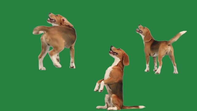 dancing dog on green screen