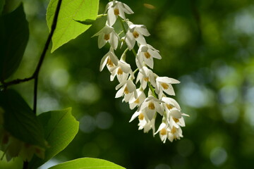Korean Styrax Japonicus Tree with White Flowers and Green Leaves Close-up

