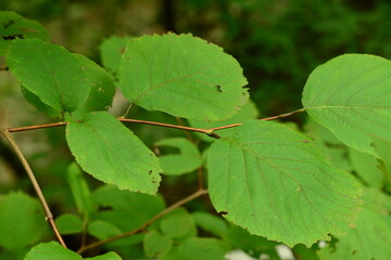 Korean Styrax Japonicus Tree with White Flowers and Green Leaves Close-up

