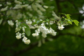 Korean Styrax Japonicus Tree with White Flowers and Green Leaves Close-up

