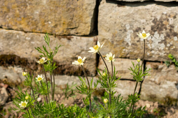 Pacific anemone or Anemone Multifida plant in Saint Gallen in Switzerland 13.5.25