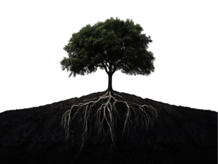 Tree with Roots - Nature Symbolism on Transparent Background