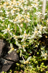 Leontopodium Pusillum plant in Saint Gallen in Switzerland 13.5.25