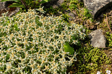 Leontopodium Pusillum plant in Saint Gallen in Switzerland 13.5.25