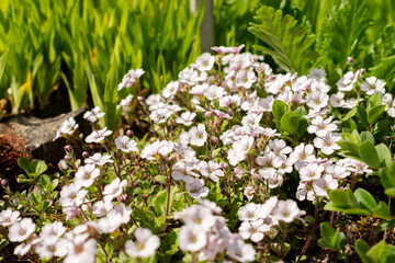 Chickweed babys breath or Gypsophila Cerastioides plant in Saint Gallen in Switzerland 13.5.25