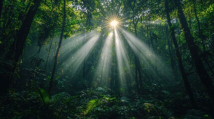 Obraz premium Sunlight streams through lush rainforest canopy