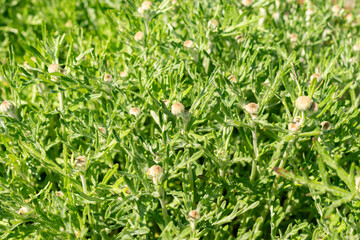 Oregon sunshine or Eriophyllum Lanatum plant in Saint Gallen in Switzerland 13.5.25