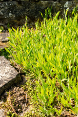 Dwarf lake iris or Iris Lacustris plant in Saint Gallen in Switzerland 13.5.25