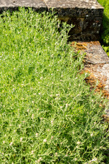 Obraz premium Oregon sunshine or Eriophyllum Lanatum plant in Saint Gallen in Switzerland 13.5.25