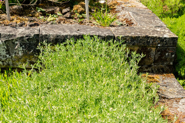 Oregon sunshine or Eriophyllum Lanatum plant in Saint Gallen in Switzerland 13.5.25