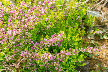 Purple broom or Chamaecytisus Purpureus plant in Saint Gallen in Switzerland 13.5.25
