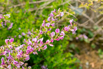 Purple broom or Chamaecytisus Purpureus plant in Saint Gallen in Switzerland 13.5.25