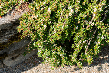 Cotoneaster Congestus plant in Saint Gallen in Switzerland 13.5.25