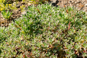 Mountain rock cress or Arabis Caucasica plant in Saint Gallen in Switzerland 13.5.25