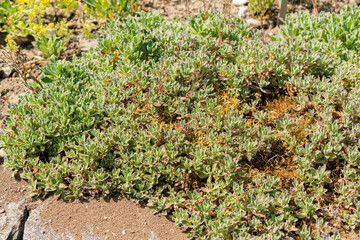 Mountain rock cress or Arabis Caucasica plant in Saint Gallen in Switzerland 13.5.25