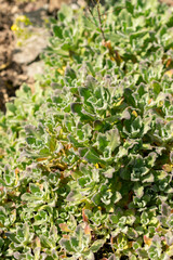Mountain rock cress or Arabis Caucasica plant in Saint Gallen in Switzerland 13.5.25