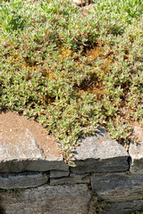 Mountain rock cress or Arabis Caucasica plant in Saint Gallen in Switzerland 13.5.25