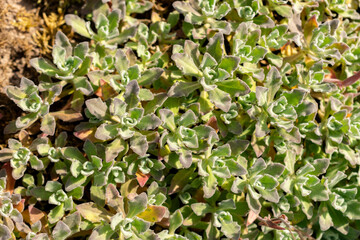 Mountain rock cress or Arabis Caucasica plant in Saint Gallen in Switzerland 13.5.25