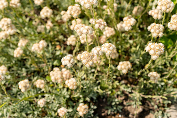 Catsfoot or Antennaria Dioica plant in Saint Gallen in Switzerland 13.5.25