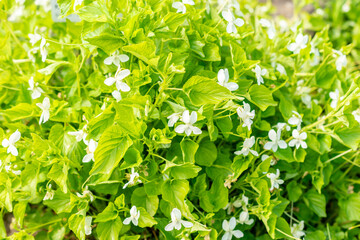 Viola Kunawarensis plant in Saint Gallen in Switzerland 13.5.25
