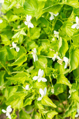 Viola Kunawarensis plant in Saint Gallen in Switzerland 13.5.25