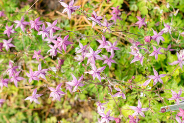 False columbine or Semiaquilegia Ecalcarata plant in Saint Gallen in Switzerland 13.5.25