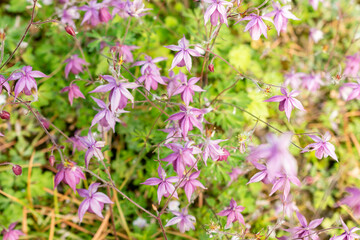 False columbine or Semiaquilegia Ecalcarata plant in Saint Gallen in Switzerland 13.5.25