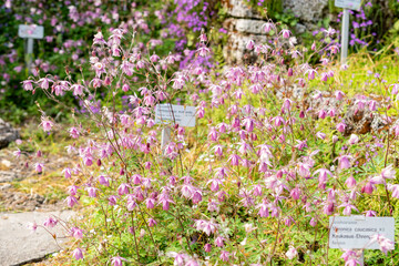 False columbine or Semiaquilegia Ecalcarata plant in Saint Gallen in Switzerland 13.5.25