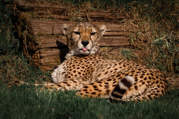 Cheetah Lying on Grass with Tongue Out