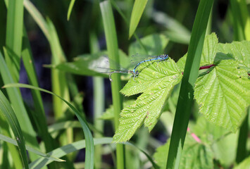 Macro image of Azure damselflies mating, Derbyshire England
