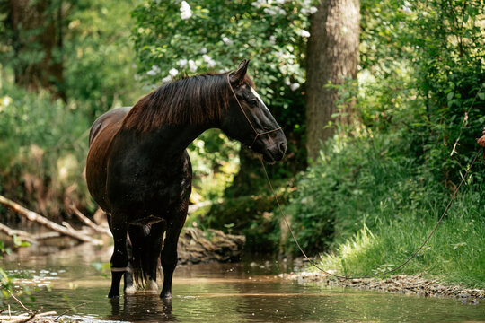 S&uuml;ddeutsches Kaltblut im Wasser