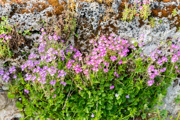 Obraz premium Liver balsam or Erinus Alpinus plant in Saint Gallen in Switzerland 13.5.25