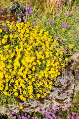 Hoary rockrose or Helianthemum Oelandicum plant in Saint Gallen in Switzerland 13.5.25