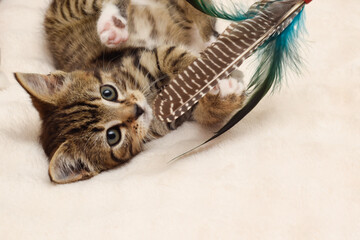 Kitten playing with a toy with a cute expression on a comfy blanket at home